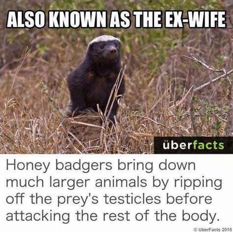 Honey Badger / Ex Wife ~ Honey Badger Meme, Honey Badgers, Just Funny, Honey Badger, Wow Facts, Animal Facts, Science Facts, Ex Wives, Large Animals