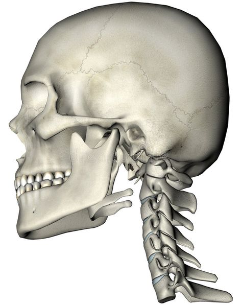 Human skull and neck lateral. Human skull and cervical spine (neck) lateral anat , #Affiliate, #lateral, #cervical, #neck, #Human, #skull #ad Spine Drawing, Human Skull Anatomy, Human Skeleton Anatomy, Neck Drawing, Skull Anatomy, Skeleton Anatomy, Neck Bones, Cervical Spine, Human Skeleton