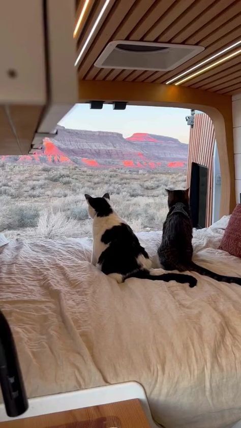 good morning from the desert! new van tour coming on Monday #vanlife #vanlifewithcats #adventurecat | Quin Gable | Quin Gable · Original audio Vanlife Aesthetic, Rv Cat, Cat Room Decor, Camping With Cats, Van Tour, Cat Attack, Adventure Cat, Van Home, Van Living