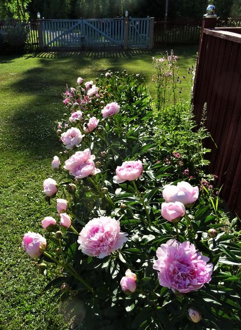 Sarah Bernhardt peonies Sarah Bernhardt Peony, Sara Bernhardt, Peony Sarah Bernhardt, Sarah Bernhardt, Paeonia Lactiflora, Flower Therapy, Patio Ideas, Garden Planning, Alchemy