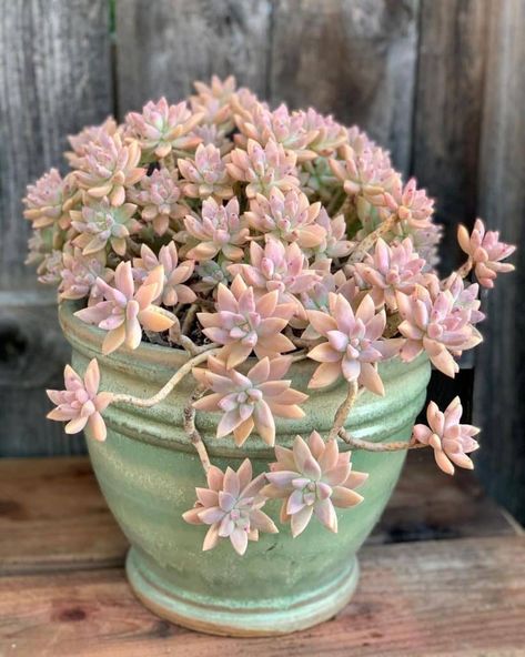 Succulents Care, Indoor Succulents, Garden Succulents, Resin Diorama, Garden Decoration Ideas, Potted Succulents, Purple Succulents, Resin Lamp, Arrangement Ideas