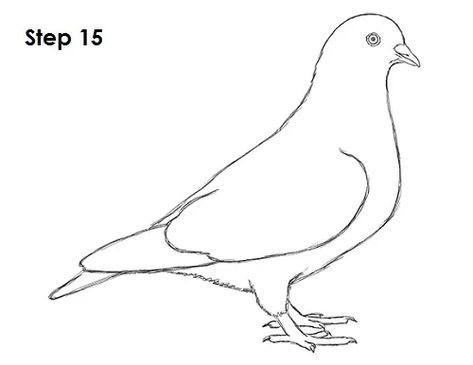 Pigeon Bird Drawing 15 Drawing Doves Bird, Birds Doodle, Bird Pencil Drawing, Animal Tutorial, Easy Bird, Bird Coloring, Pencil Drawings Of Flowers, Dove Pictures, Pencil Drawings Of Girls