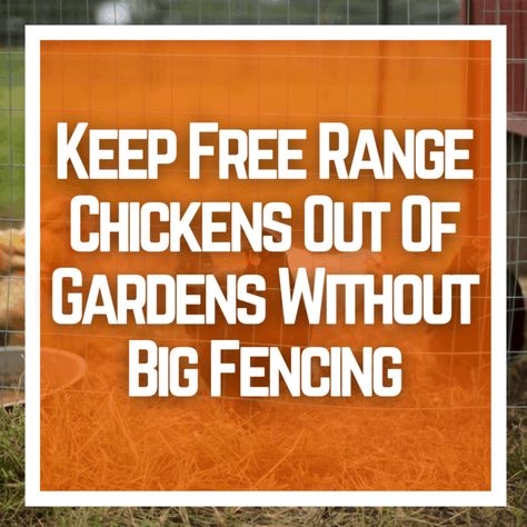 Fence To Keep Chickens Out Of Garden, Keeping Chickens Out Of Garden, How To Keep Chickens Out Of Flower Beds, Keep Chickens Out Of Flower Beds, How To Keep Chickens Out Of Garden, Chicken Fencing Ideas, Chicken Fence Ideas, Keep Chickens Out Of Garden, Poultry Fencing