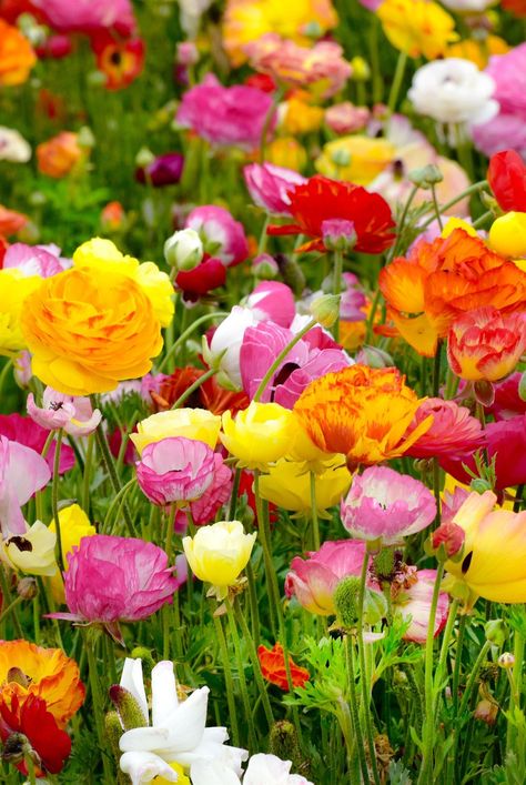 Ranunculus are favorite flowers for weddings, arrangements, and gardens. Here's how to plant and grow ranunculus. #ranunculus #flowerideas #gardening #bhg Runuculous Flower Garden, Grow Ranunculus, Ranunculus Garden, Ranunculus Asiaticus, Cut Garden, Colourful Garden, Plant Tips, Ranunculus Flowers, Garden Insects