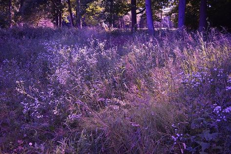 #nature #tallgrass #lilac #lavender #purple #woods #forest Purple Grass Aesthetic, Purple Forest Aesthetic, Dnd Worldbuilding, Deltarune Aesthetic, Purple Fairycore, Lavender Forest, Cottage Core Wallpaper, Purple Autumn, Lilac Plant