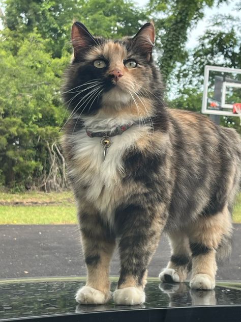 tortise shell turtle shell cat kitty Kaliko Cat, Cats Tortoise Shell, Long Hair Tortoise Shell Cat, Tortoishell Cat Aesthetic, Tortoise Shell Cat Aesthetic, Turtle Shell Cat, Tortoise Shell Cats, Tortoiseshell Cat Aesthetic, Tortishell Cat Aesthetic