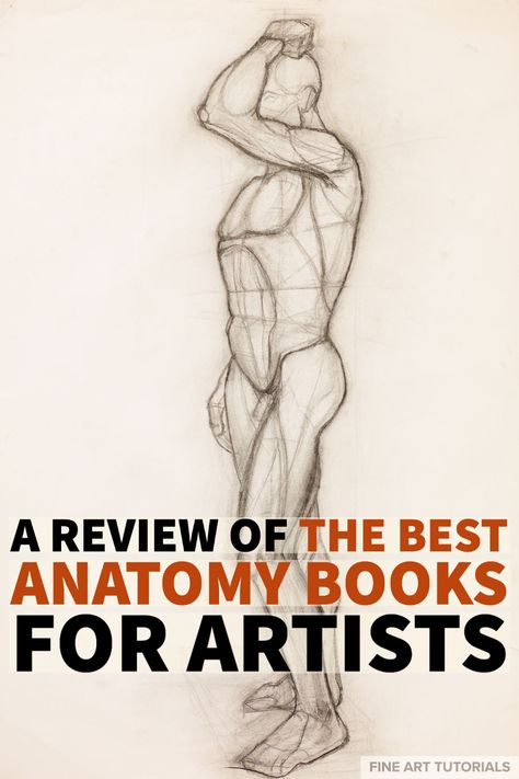 In this guide, we’ll compare some of the best anatomy books for artists. We outline how each book can help you on your way to improve at drawing figures and portraits. #anatomybooks #anatomybooksforartists #artanatomy #figuredrawing #figuredrawingbooks #artbooks #booksforartists #portraitdrawing #portraitdrawingbooks #drawingbooks #bookreview #artbookreview How To Start A New Sketchbook, Andrew Loomis Figure Drawing For All Its Worth, Book Anatomy, Anatomy Books For Artists, Anatomy Books, Anatomy Textbook, Books For Artists, Drawing Figures, Anatomy Book