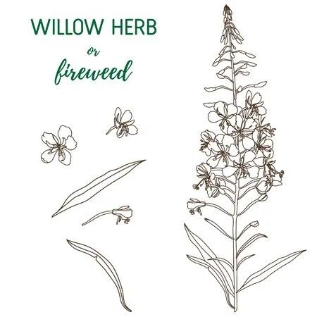 Tea Vector, Willow Herb, Human Canvas, Brochure Cover, Facebook Image, Text Image, Botanical Illustration, Paper Design, Cover Photos