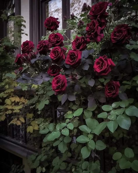 ᅠ ᅠᅠ on Twitter: "beautiful roses. https://t.co/bkTiFWRMy9" / Twitter Gothic Flowers, Gothic Rose, Black Garden, Creative Gardening, Flower Therapy, Rose Wallpaper, Red Aesthetic, Plant Life, Amazing Flowers