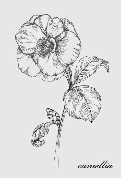 Camellia Flower Sketch, Camilla Flower Drawing, Camellia Flower Tattoo Design, Camelia Drawing, Camellia Flower Drawing, Camelia Flower Tattoo, Camellia Flower Tattoo, Camellia Drawing, Camelia Chanel