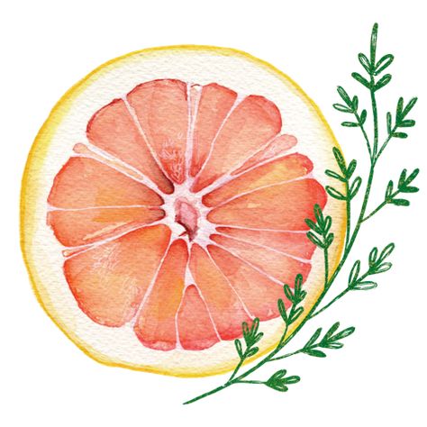 Gallery — Grapefruit & Thyme Fruits Reference, Grapefruit Drawing, Grapefruit Illustration, Grapefruit Watercolor, Monochrome Painting, Drinks Packaging Design, Watercolor Fruit, Sketchbook Art Journal, Fruit Painting