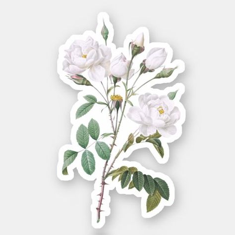 Vintage White Roses #stickersprintable #stickersheets #funnystickers #stickerideas #aestheticstickers #cutestickers Vintage Flowers Stickers Free Printable, Printable Stickers Flowers, White Flower Sticker, Journal Stickers Printable, Canvas Stickers, Money Stickers, Rose Sticker, Old Paper Background, Sticker Flower