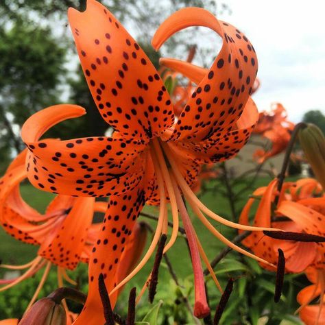 Tiger Lilies Tiger Lilies, Prescott Az, Macro Flower, Late Autumn, Mid Autumn, Tiger Lily, Light Shade, The Tiger, Garden Seeds