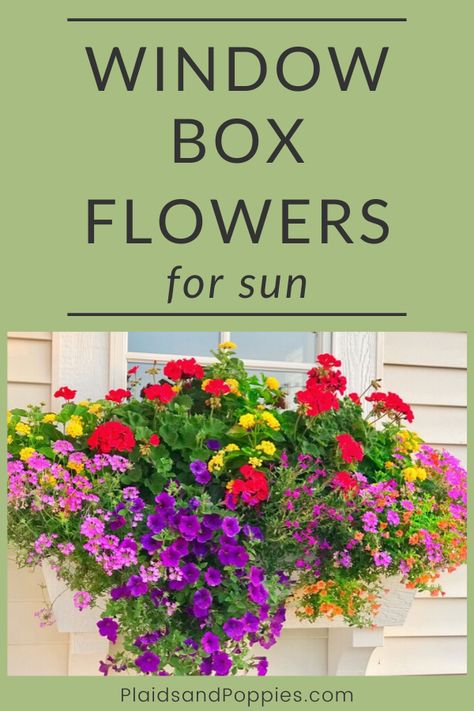 Window Box Flowers For Sun, Flowers For Sun, Planter Boxes Flowers, Window Box Plants, Window Box Garden, Garden Escape, Summer Window, Box Flowers, Window Box Flowers