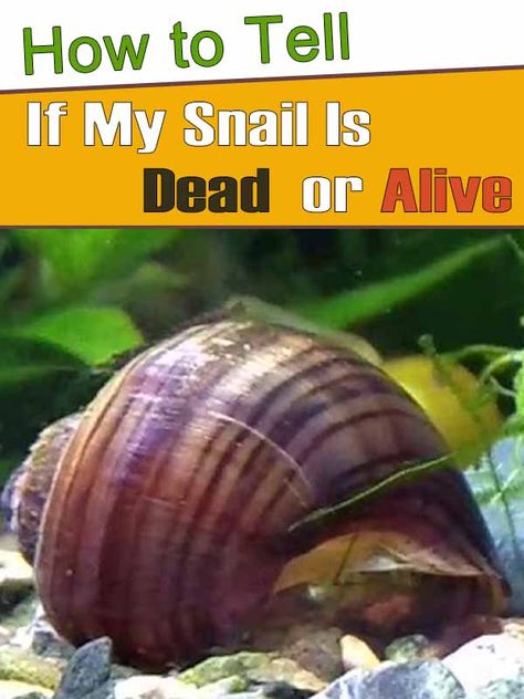 Aquatic Snail Tank, Aquarium Snails Fish Tanks, Mystery Snail Care, Community Fish Tank, Pet Garden Snail, Snail Farming, Aquarium Snails, Snail Tank, Immortal Snail Memes