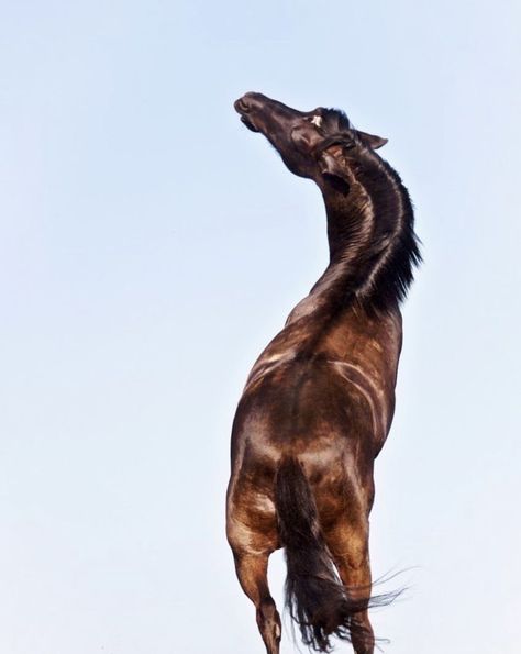 Horse From Above, Horse Looking Up, Horse Top View, Horse Looking Back, Horse Poses, Horse Rearing, Rearing Horse, Horse Running, Horse Anatomy