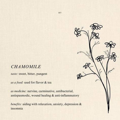 Illustration of benefits of chamomile tea. help anxiety, depression and insomnia. tea, illustration. hand drawing of chamomile. Chamomile Plant Aesthetic, Chamomile Flower Painting, Chamomile Sketch, Chamomile Drawing, Camomile Illustration, Chamomile Illustration, Chamomile Benefits, Benefits Of Chamomile, Atelier Ideas