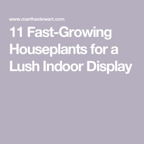 11 Fast-Growing Houseplants for a Lush Indoor Display Fast Growing Houseplants, Entertaining Dinner, Plant Help, Container Gardening Flowers, Wedding Party Planning, Plant Book, Pothos Plant, Paint Color Palettes, Breakfast Brunch Recipes