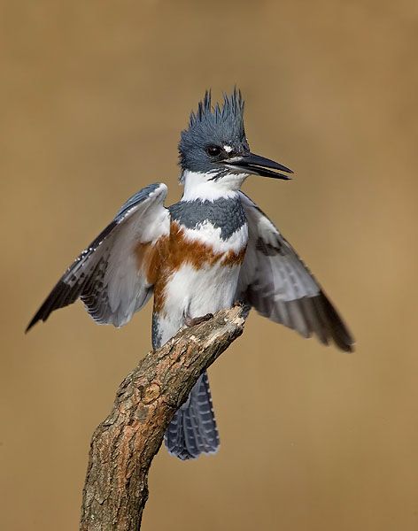 Belted Kingfisher                                                                                                                                                                                 More Ontario Birds, Belted Kingfisher, King Fisher, Southern United States, Kingfisher Bird, Bird Carving, Most Beautiful Birds, Shorebirds, Wild Creatures