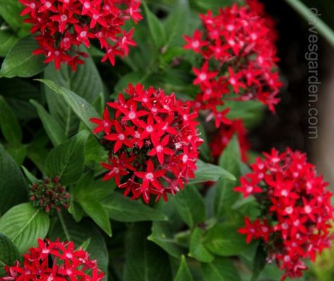 Pentas Butterfly Red looks great in the front of my red white & blue garden Zone 9 Mobile Gardening, Pieris Japonica, Small Front Gardens, Gerbera Flower, Hummingbird Garden, Star Cluster, English Country Gardens, Plant Guide, Blue Garden