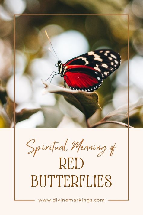 Red Butterfly Spiritual Meaning: Symbolism And Significance Red Butterfly Meaning, Butterfly Spiritual Meaning, Butterfly Spiritual, Butterfly Meaning, Totem Animals, Red Meaning, Dreams And Visions, Spiritual Beliefs, Red Butterfly