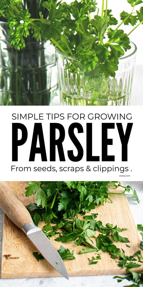 Growing Parsley In Containers, How To Grow Parsley In A Pot, Growing Parsley Indoors, Harvest Parsley, Parsley Growing, How To Grow Parsley, Grow Parsley, Growing Ginger Indoors, Germinate Seeds