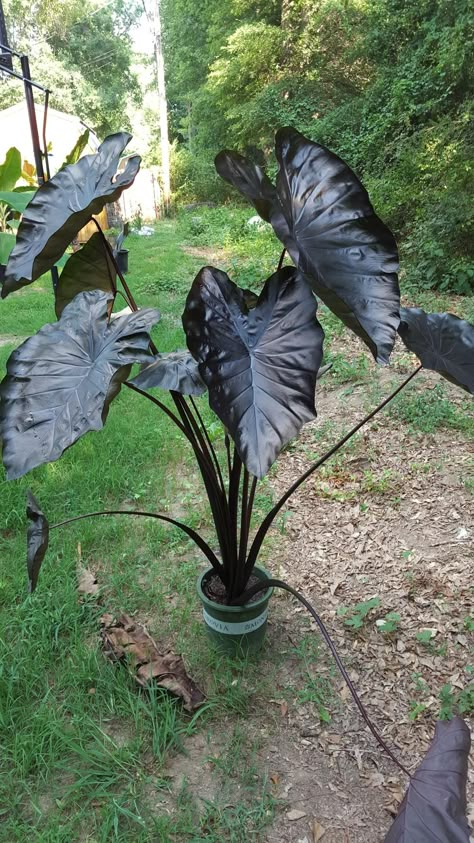 Gothic Yard Decor, Black Backyard Ideas, Dark House Plants, Black Shrubs, Gothic Landscaping, Black Plants Outdoor, Black Elephant Ear Plant, Black Plant, Black Plants Indoor