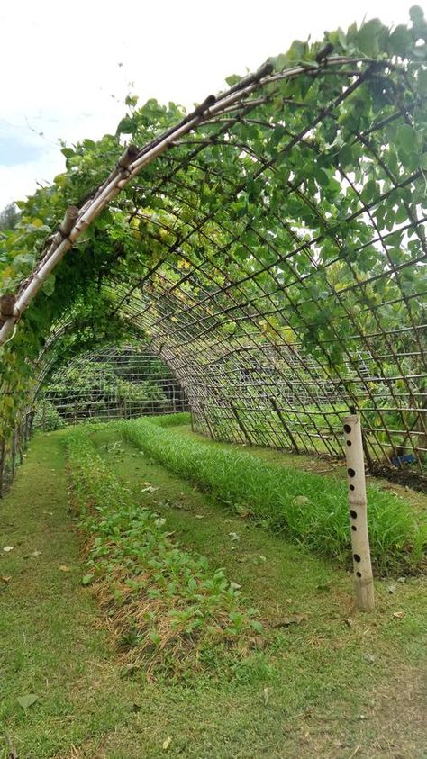 Green vine tunnel to backyard garden. Vegetable under the bamboo tunnel through to the vegetable garden royalty free stock image Vine Tunnel, Backyard Garden Vegetable, Bamboo Tunnel, Bamboo Structure, Garden Vegetable, Veg Garden, Backyard Garden, Vegetable Garden, Agriculture