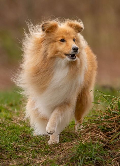 shetland sheepdog on a walk Icelandic Sheepdog Puppy, Iceland Sheepdog, Shetland Sheepdog Drawing, Shetland Sheepdog Pictures, Shetland Sheepdog Tri Color, All Breeds Of Dogs, Dog Stocking, Shetland Sheep, Sheltie Dogs