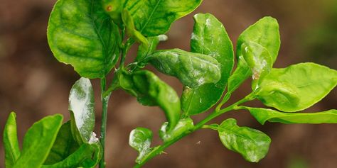 Indoor Pest Control, Part 3: Don’t Let Mealybugs Invade, Learn How to Get Rid of Them–For Good! Citrus Tree, Mealy Bugs, Foliar Spray, Citrus Plant, Sensitive Plant, Plant Maintenance, Natural Hormones, Insecticidal Soap, Bug Spray