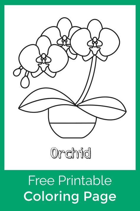 Orchid Coloring Pages, Orchid Flower Drawing, Drawing Coloring Pages, Diy Orchids, Orchid Drawing, Flower Stencil, Beautiful Orchids, Flower Printable, Coloring Pages Printable