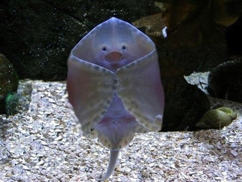 “You think I’m pretty!?” | 16 Incredibly Happy Stingrays Good Day Sir, Stingray Fish, Aquarium Photos, Animal Captions, Funny Captions, Sea Animal, John Galliano, A Sea, Stingray