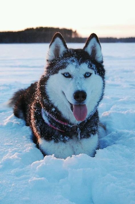 Caine Husky, Alaskan Husky, Cute Husky, Husky Lover, Siberian Husky Dog, My Husky, Siberian Husky Puppies, Husky Mix, A Husky