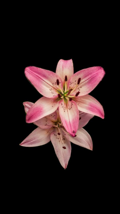 Flower Lockscreen, Art Black Background, The Venetian Las Vegas, Aesthetics Nature, Las Vegas Attractions, Vegas Attractions, Venetian Las Vegas, Architecture Light, Flowers Black Background