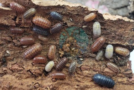 Giant Isopod, Pill Bug, Baby Bug, Lottery Ticket, Insect Collection, Cool Bugs, Magic Potion, Hodge Podge, Creepy Crawlies