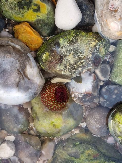 Photo of a rock pool on IOW by Rebecca Yates Pool Photography, Apollo Bay, Natural Photography, Ocean Rocks, Self Portraits, Natural Art, Rock Pools, A Rock, Nature Art