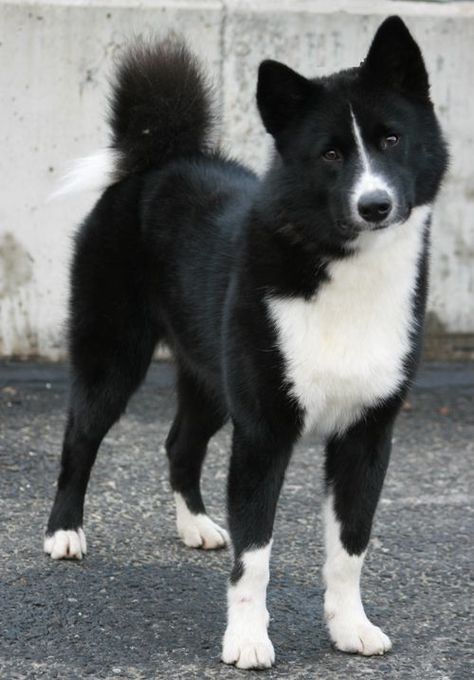 Top 7 Rarest Dog Breeds You Might Not Know About | PetPress Russian Bear, Karelian Bear Dog, Rare Dog Breeds, Rare Dogs, Dogs Breeds, Guard Dog, About Dogs, Love My Dog, Bear Dog