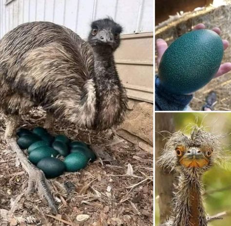 Here's an adorable emu mama, an emu egg and a  baby emu that looks funny yet l think it's cute. #Animals #science #nature Emu Farm, Emu Bird, Emu Egg, Houses Exterior, Egg Shell Art, Egg Shell, Dream Houses, Shell Art, Heartwarming Stories