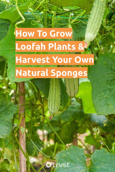 How To Grow Loofah Plants & Harvest Your Own Natural Sponges Grow Loofah, Luffa Plant, Loofah Plant, Natural Bathroom, Natural Loofah, Ayurvedic Healing, Natural Sponge, Loofah Sponge, Grow Plants