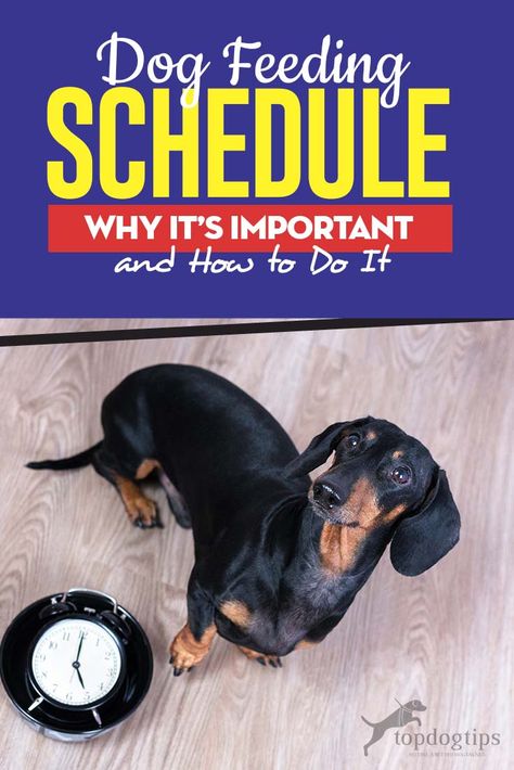 Dog Feeding Schedule: Why It's Important and How to Do It Chihuahua Puppy Training, Dog Feeding Schedule, Make Dog Food, Land Animals, Grain Free Dog Food, Chihuahua Puppy, Multiple Dogs, Dog Nutrition, Dog Tips