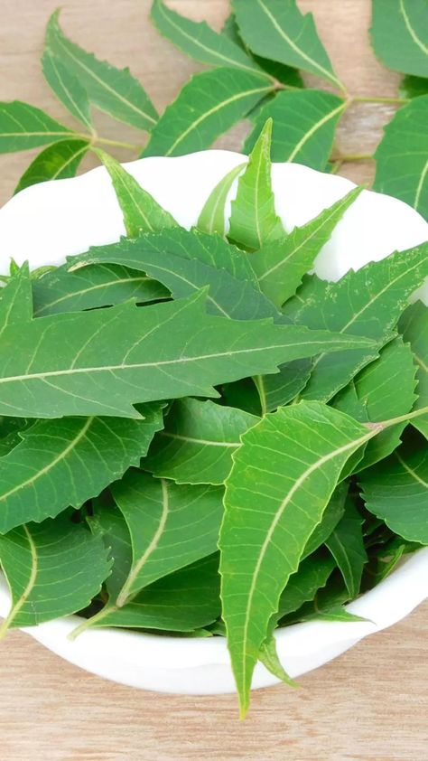 6 ayurvedic herbs for quick hair growth | EconomicTimes Medicinal Weeds, Ayurvedic Plants, Quick Hair Growth, Herbs For Hair, Strengthen Hair Roots, Quick Hair, Herbal Plants, Boost Hair Growth, Ayurvedic Herbs