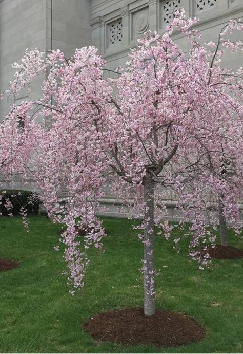 ‘Pendula Rosea’ Weeping Cherry (Prunus pendula ‘Pendula Rosea’) Pink Weeping Willow Tree, Royal Burgundy Cherry Tree, Weeping Crabapple Tree, Pink Weeping Cherry Tree, Weeping Peach Tree, Pink Plants Outdoor, Weeping Trees Landscaping, Weeping Cherry Tree Landscaping, Small Cherry Blossom Tree