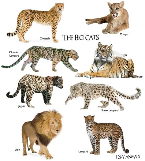 I'm obsessed with big cats :) Types Of Big Cats, Types Of Wild Cats, Big Cat Species, Big Cat Family, Cat Species, Rare Cats, Big Cats Art, Creative Stuff, Animal Species