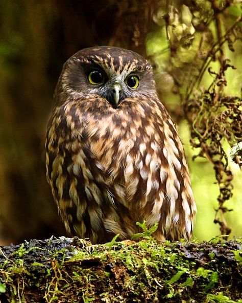 Morepork Owl (Ruru morepork) native to New Zealand Owl Species, Awesome Owls, Owl Photos, Hoot Owl, Owl Pictures, Beautiful Owl, Barn Owl, Birds Of Prey, In The Forest