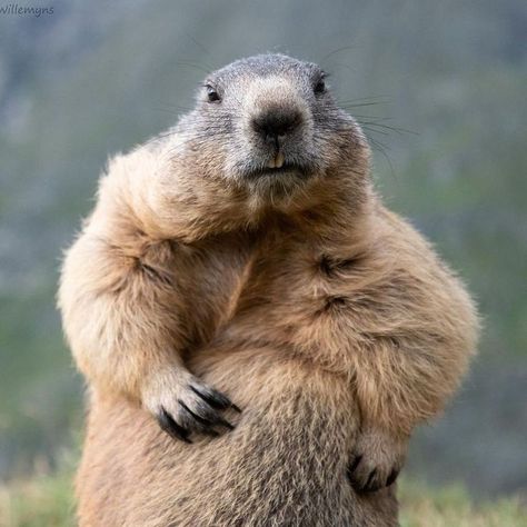 Marmot Animal, Squirrel Funny, Underwater Animals, Cute Small Animals, Prairie Dog, The Funny, Rodents, Cute Creatures, Zoo Animals