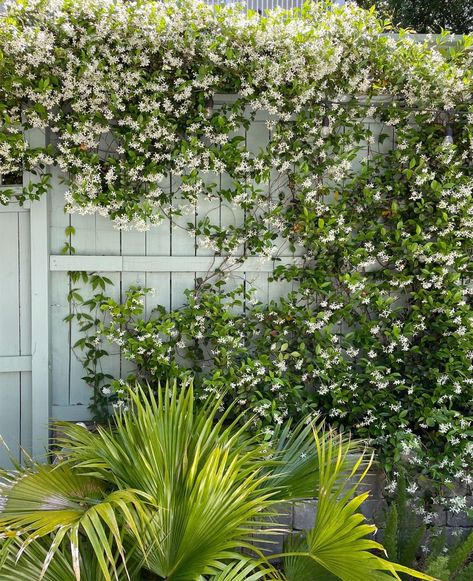 Star Jasmine - Plant Growing & Care Guide | Young House Love Star Jasmine In Pots, Jasmine Plant Climbing, Star Jasmine Wall, Star Jasmine Trellis, Jasmine Trellis, Star Jasmine Vine, House Trellis, Carolina Jasmine, Creeping Vines