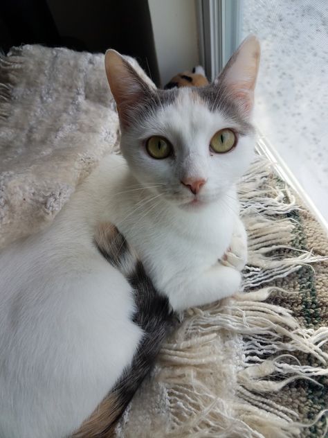 Ruby Lou grey calico White Calico Cat, Calico Cats, Orange Tabby, Calico Cat, Beautiful Cats, Cats And Kittens, Grey And White, Cute Cats, Cat Lovers