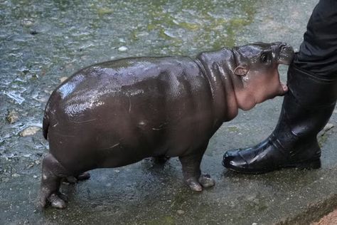 From Moo Deng live stream, memes to time limits: Why is internet obsessed with viral baby pygmy hippo? | The Independent Pygmy Hippopotamus, Horror Shirts, Horror Movie Shirts, Boo Shirts, Skull Shirts, Hippopotamus, Top Trending, Adorable Baby, Animal Shirts