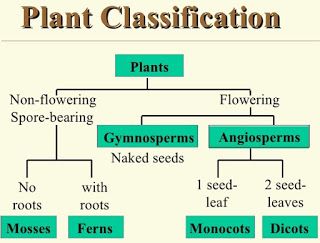 Lesson Plan of Plants (Flowering & Non-Flowering Plants) | Effective and Creative Lesson Plans ! For Teachers By Teacher Biology Plants, Plant Classification, Learn Biology, Study Biology, Biology Facts, General Knowledge Book, Biology Classroom, Creative Lesson Plans, Science Notes