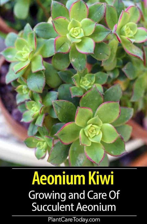 Aeonium Kiwi (Succulent Plant) drought-tolerant evergreen shrub-like plant, clusters of small rosettes, hybrid, woody growth. [DETAILS] Kiwi Succulent, Aeonium Succulents, Kiwi Growing, Aeonium Kiwi, Garden Cactus, Garden Plant Stand, Succulent Landscaping, Succulent Garden Diy, Succulents Plants